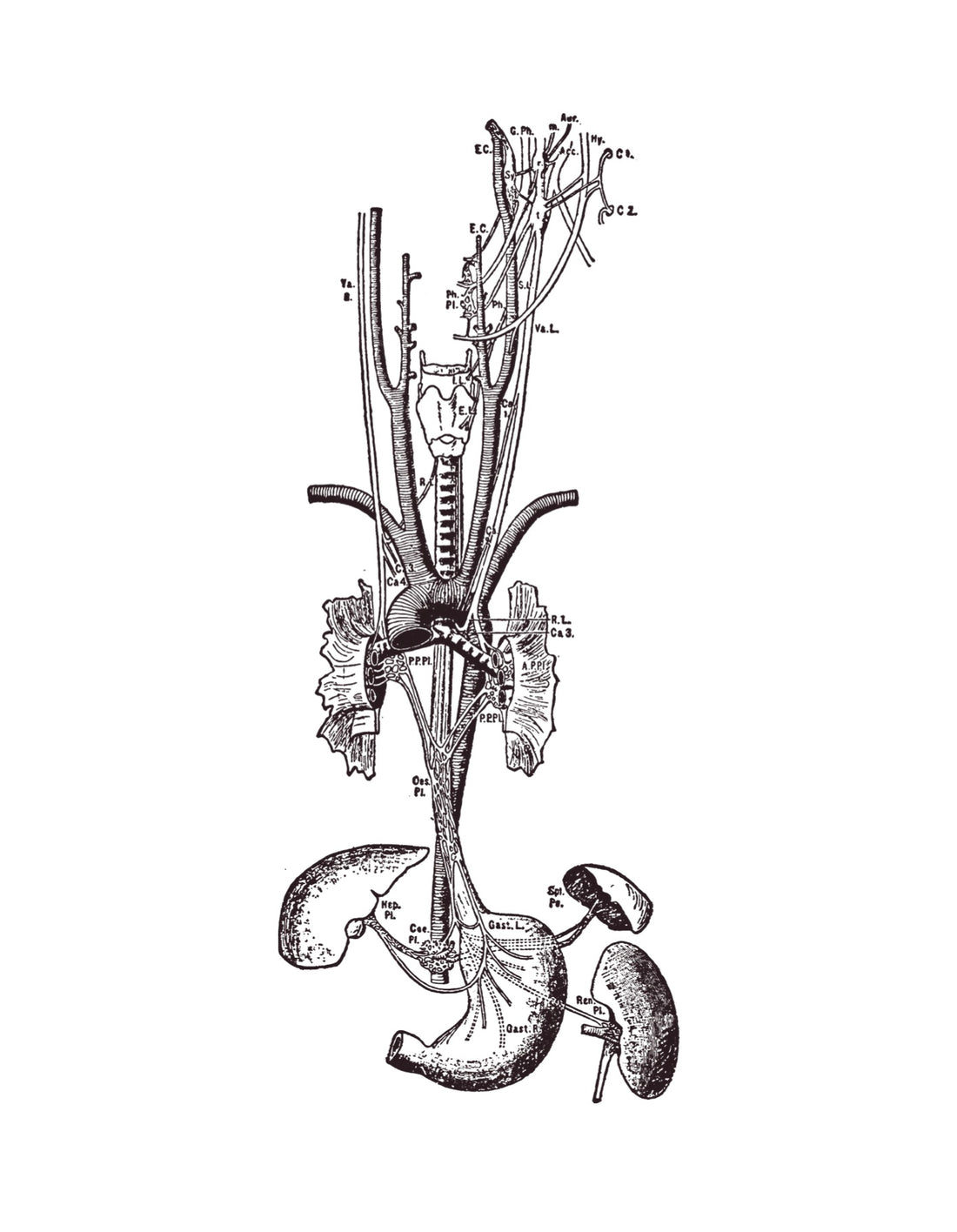 HARNESING THE POWER OF THE VAGUS NERVE